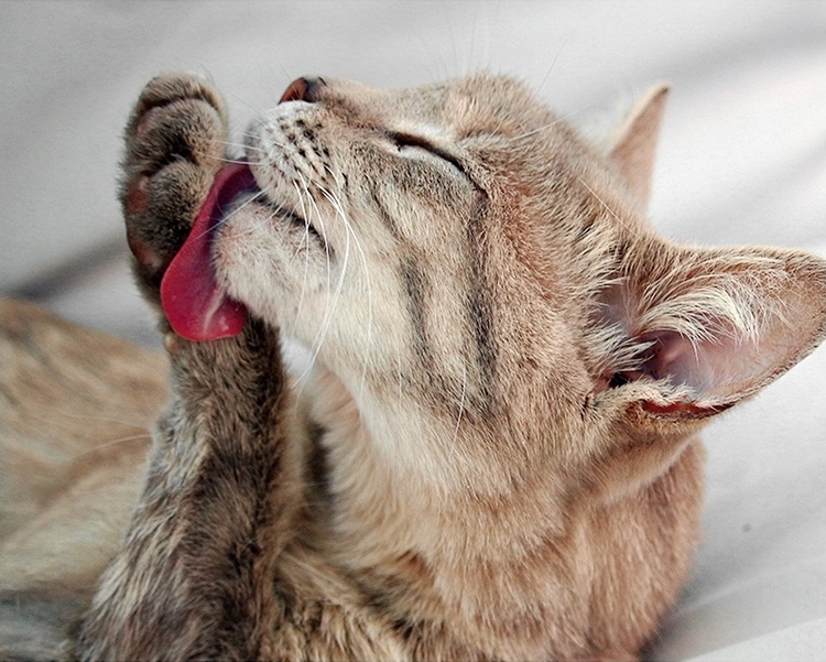 How to make tofu cat litter